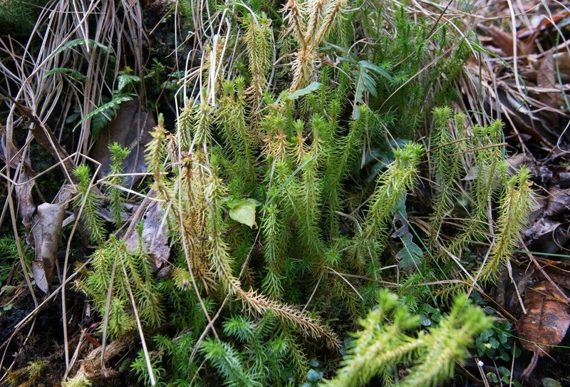 Huperzia emeiensis