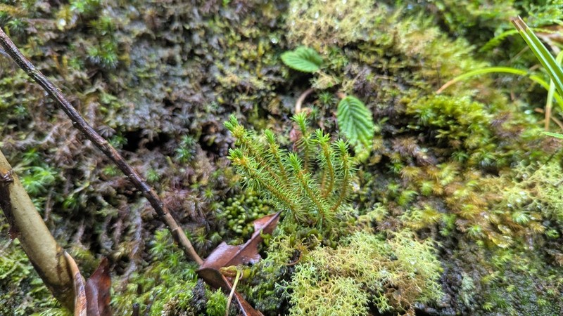 Huperzia emeiensis photo 2