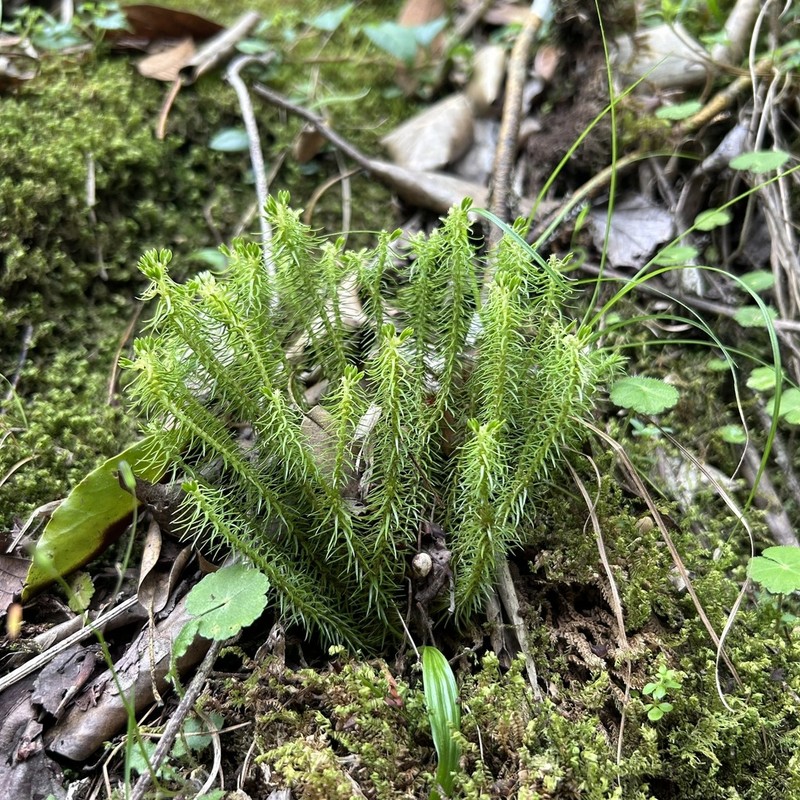 Huperzia emeiensis photo 3