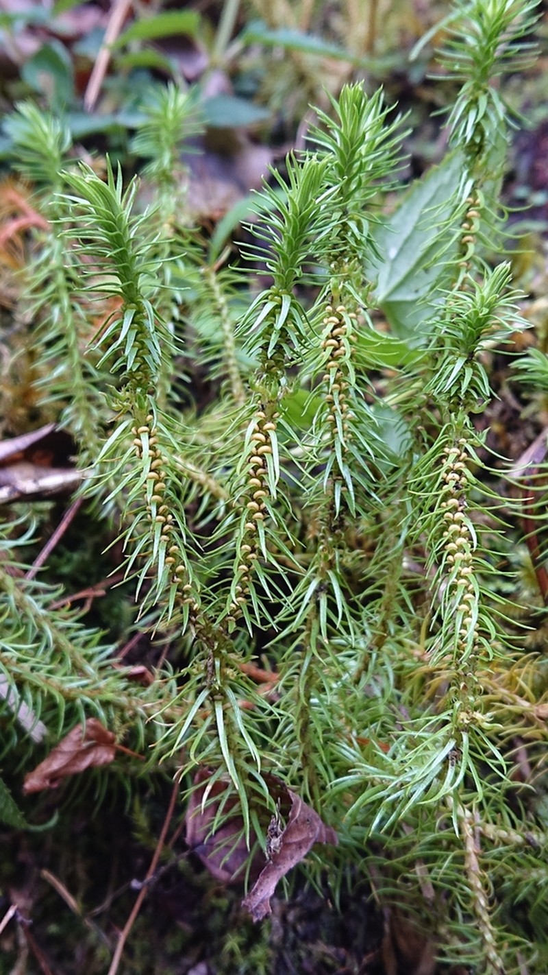 Huperzia emeiensis photo 4