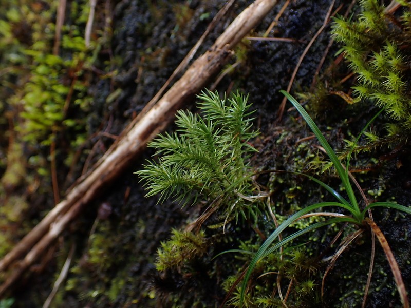 Huperzia emeiensis photo 5