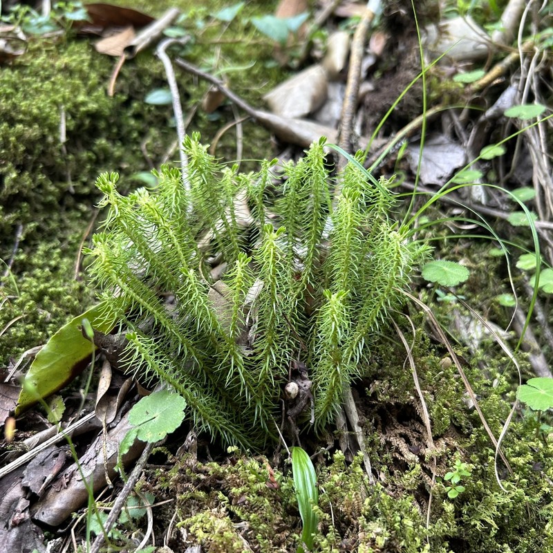 Huperzia emeiensis photo 6