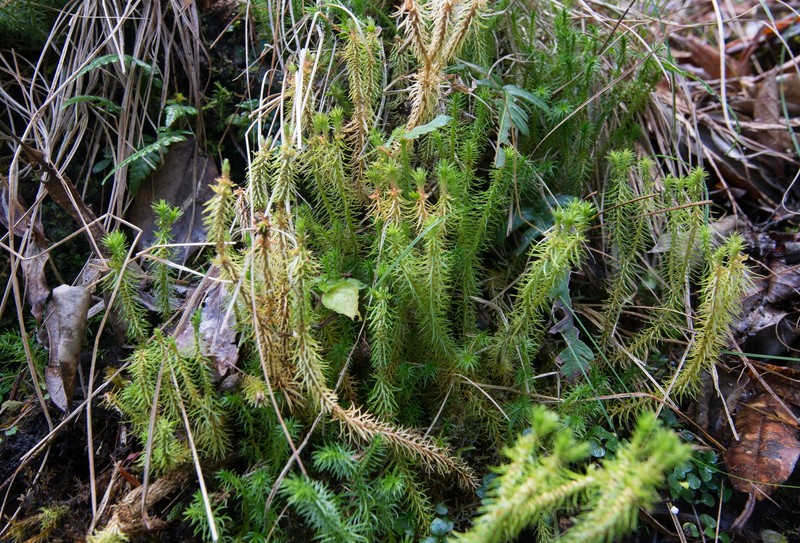 Huperzia emeiensis photo 7