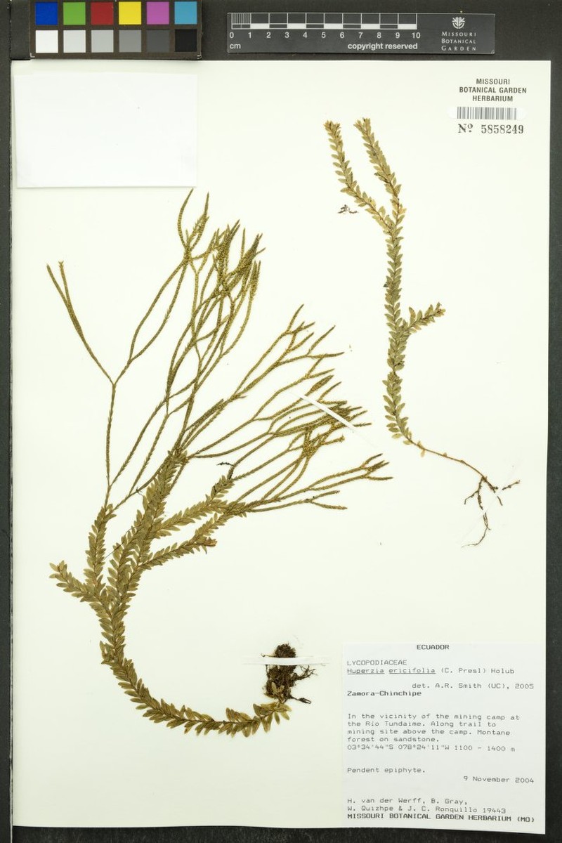 Huperzia ericifolia
