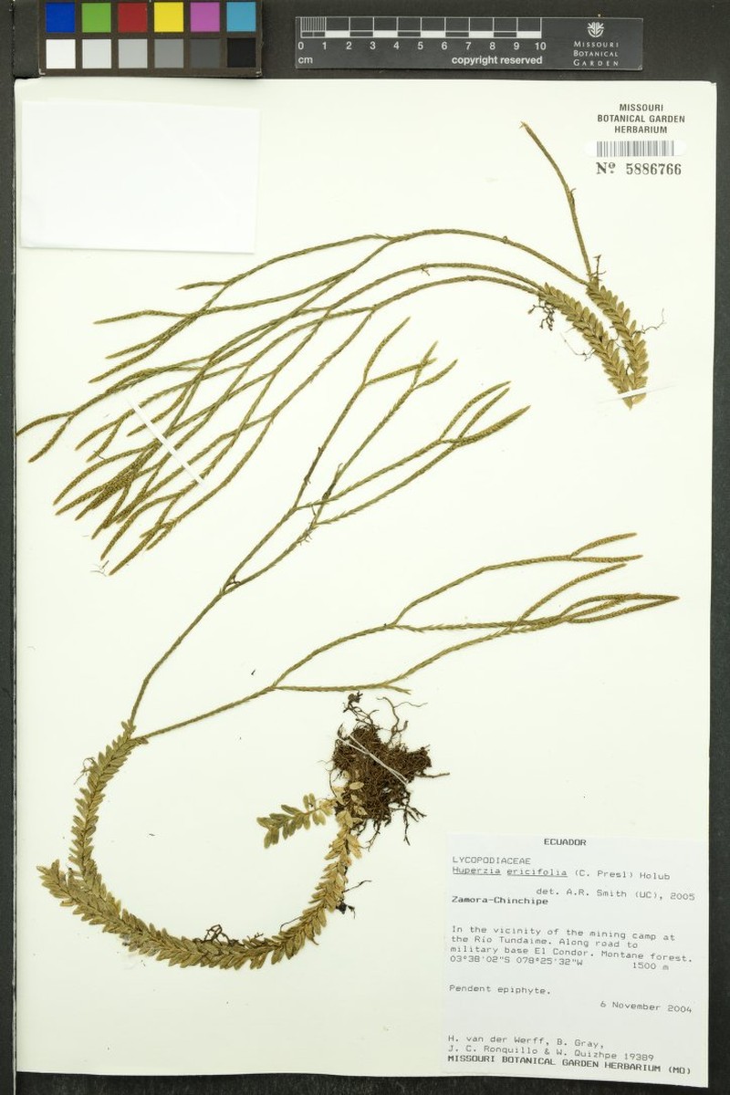 Huperzia ericifolia photo 2