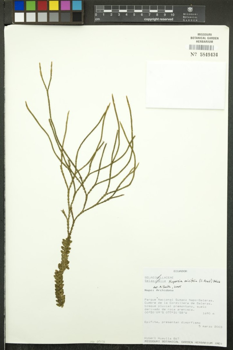 Huperzia ericifolia photo 3