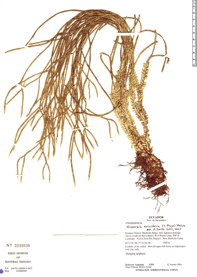Huperzia ericifolia photo 4