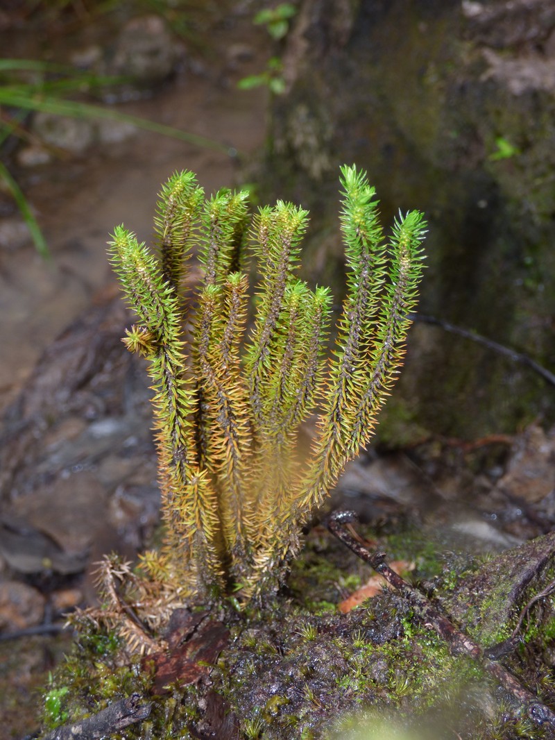 Toothed Clubmoss