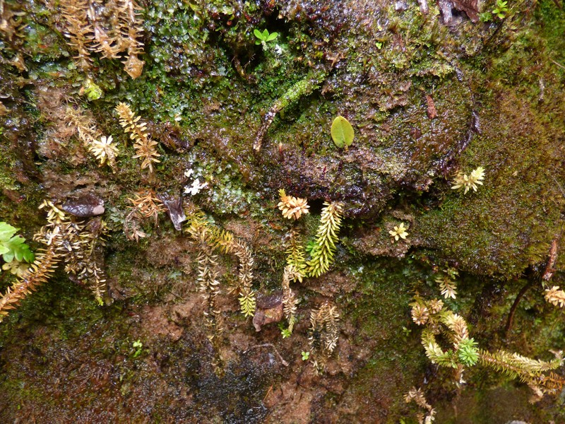 Toothed Clubmoss photo 2