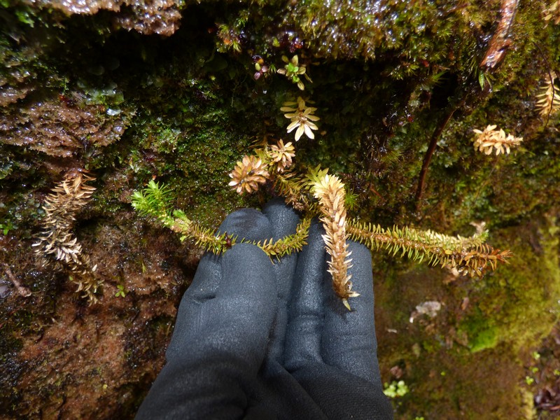 Toothed Clubmoss photo 3