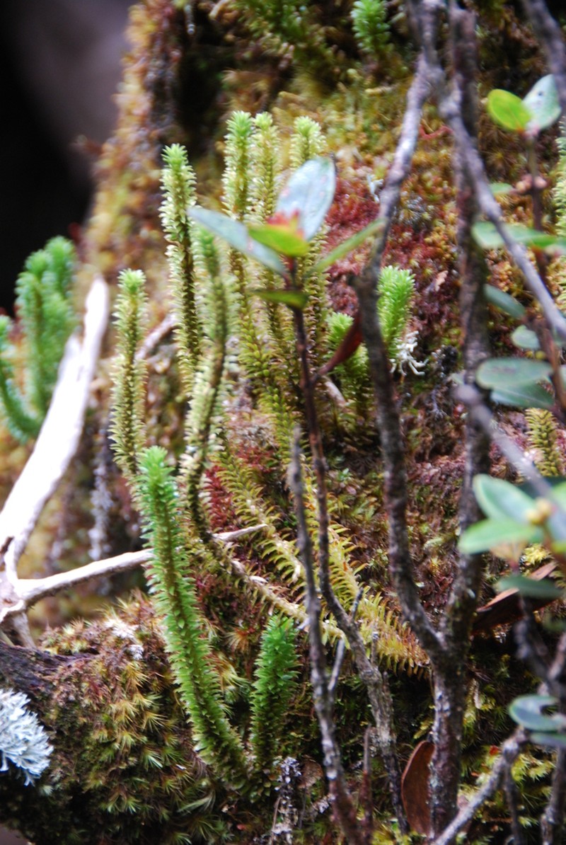 Toothed Clubmoss