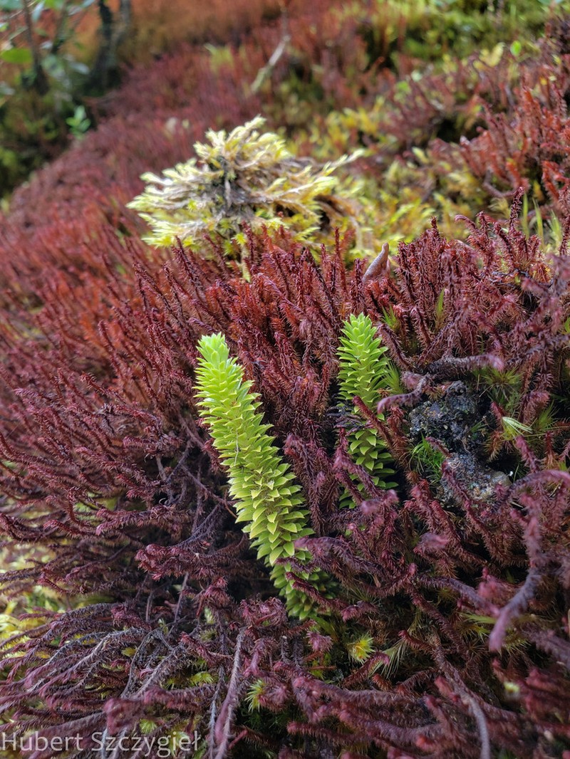 Toothed Clubmoss photo 2