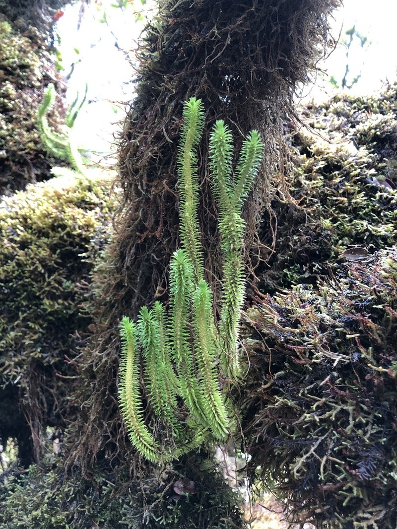 Toothed Clubmoss photo 3