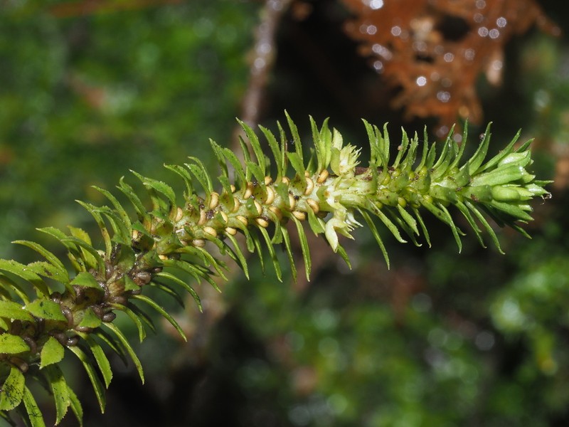 Toothed Clubmoss photo 4