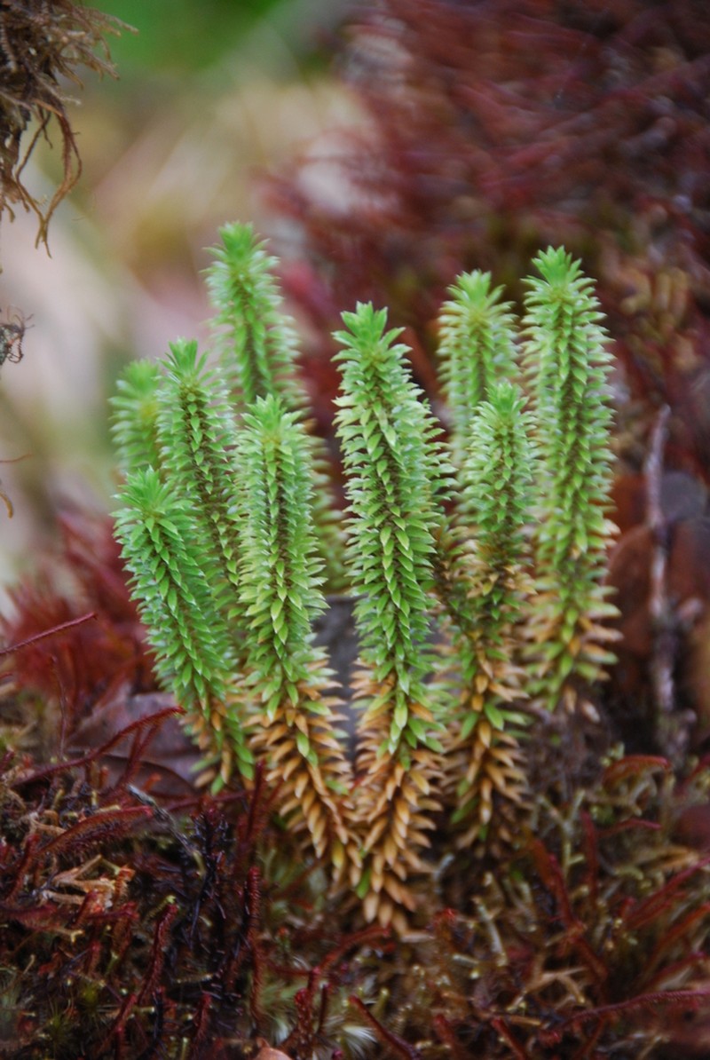 Toothed Clubmoss photo 5