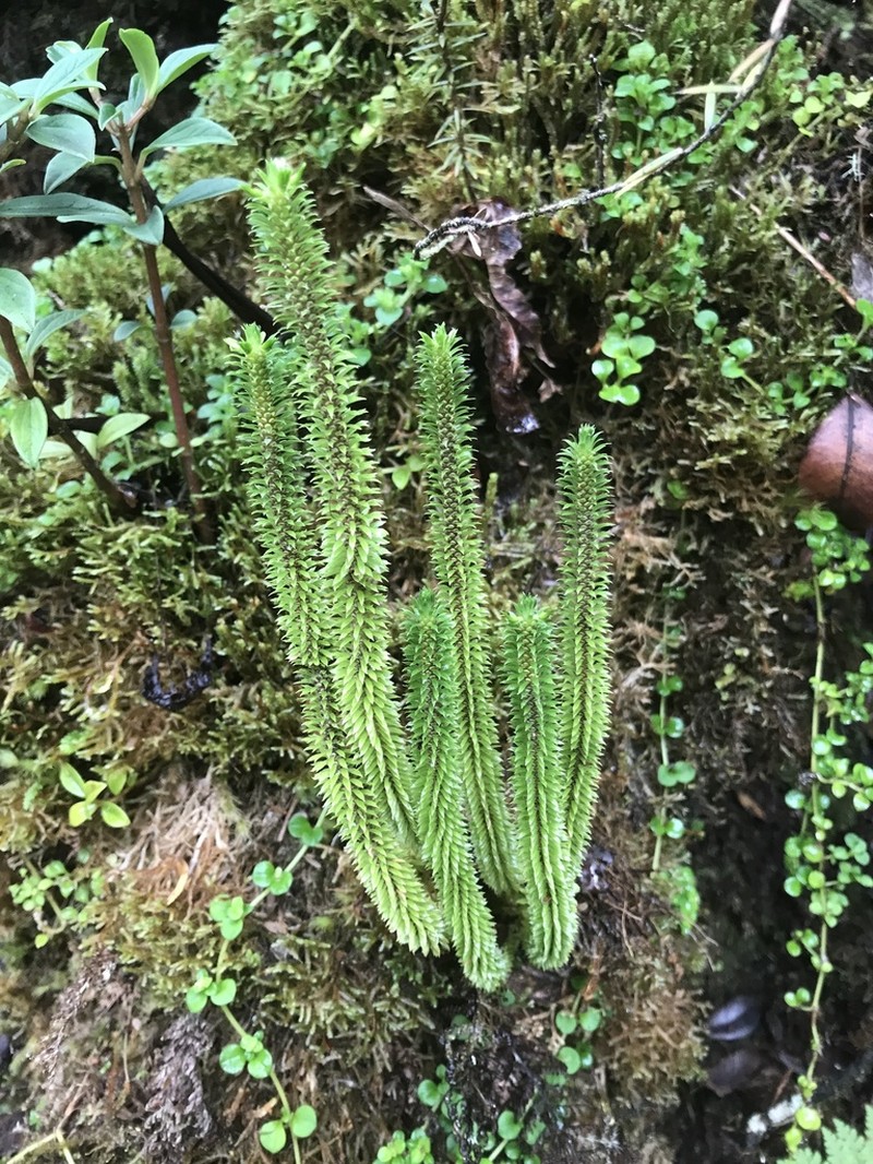Toothed Clubmoss photo 6