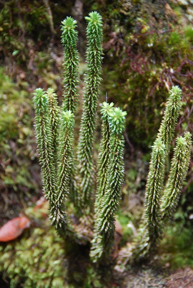 Toothed Clubmoss photo 7