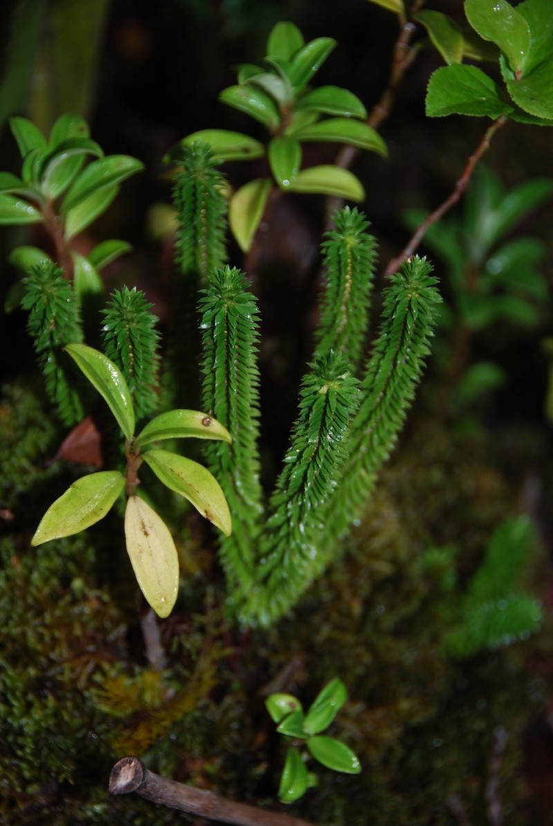 Toothed Clubmoss photo 8