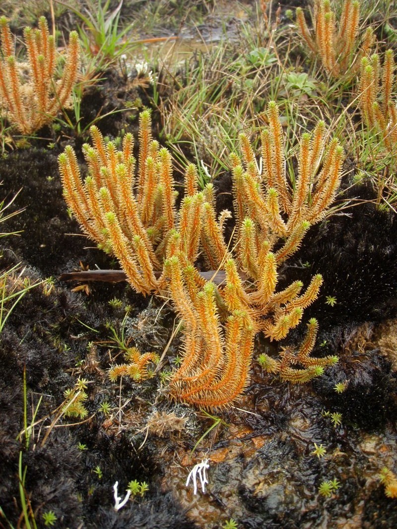 Huperzia erubescens