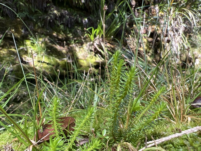 Huperzia erubescens photo 2