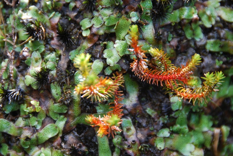 Huperzia erubescens photo 3