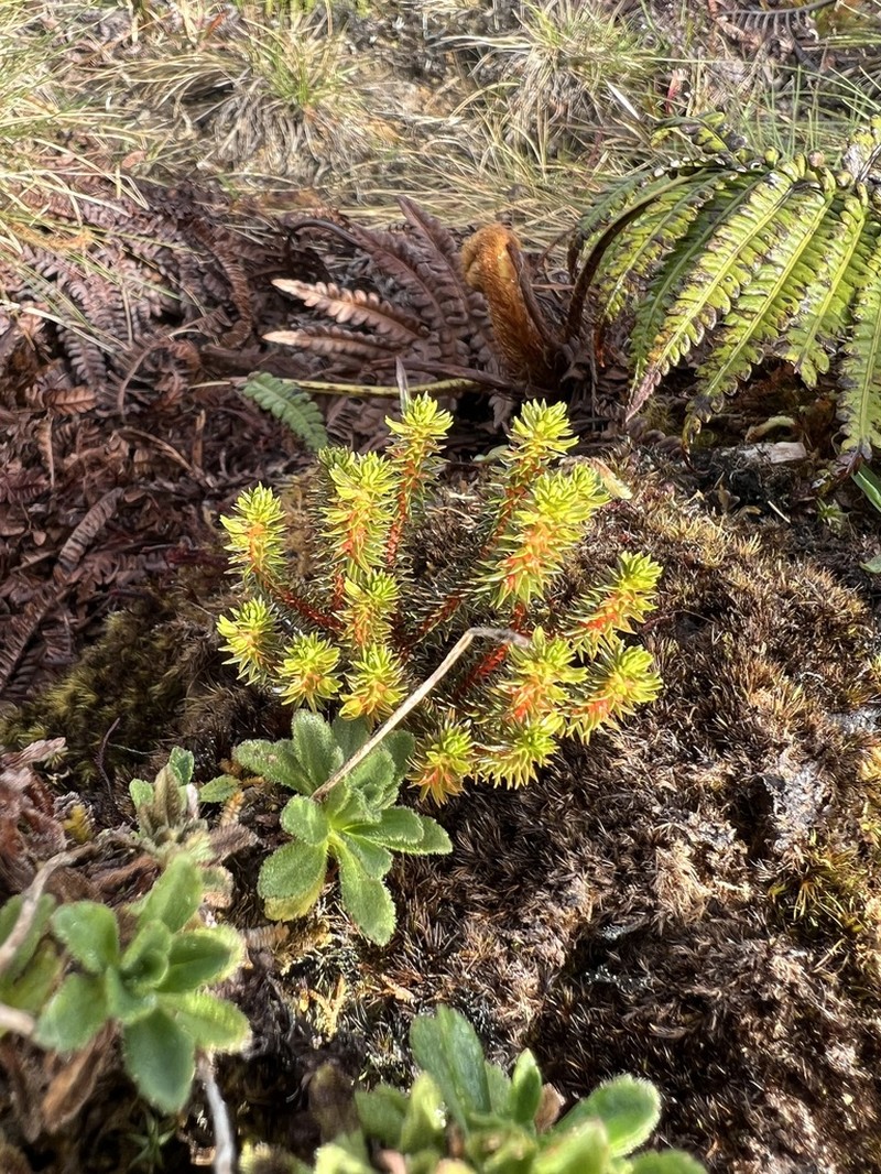 Huperzia erubescens photo 4