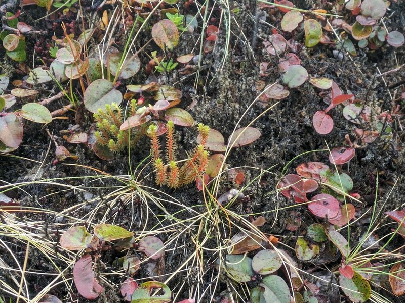 Huperzia erubescens photo 5