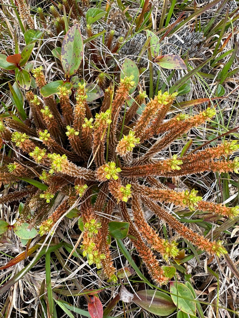 Huperzia erubescens photo 6