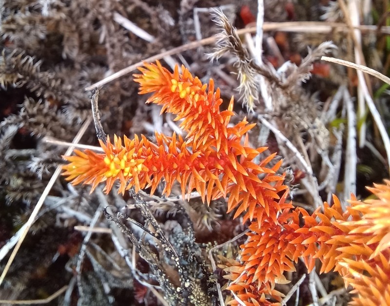 Huperzia erubescens photo 7