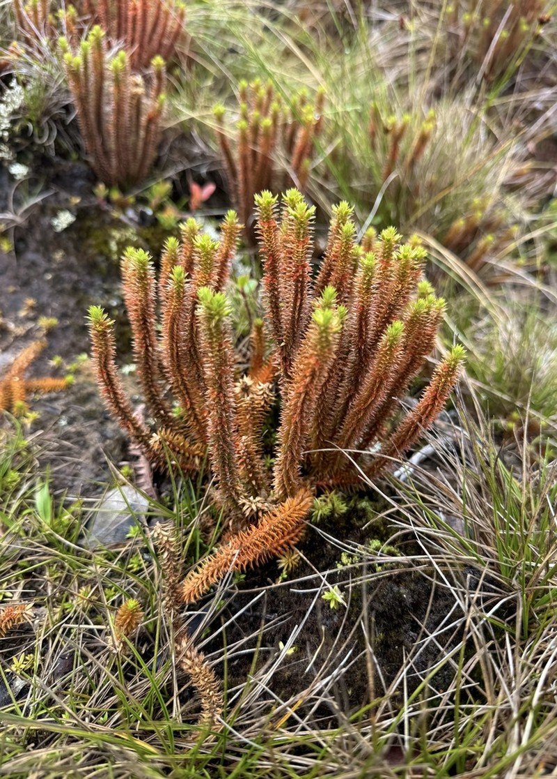 Huperzia erubescens photo 8