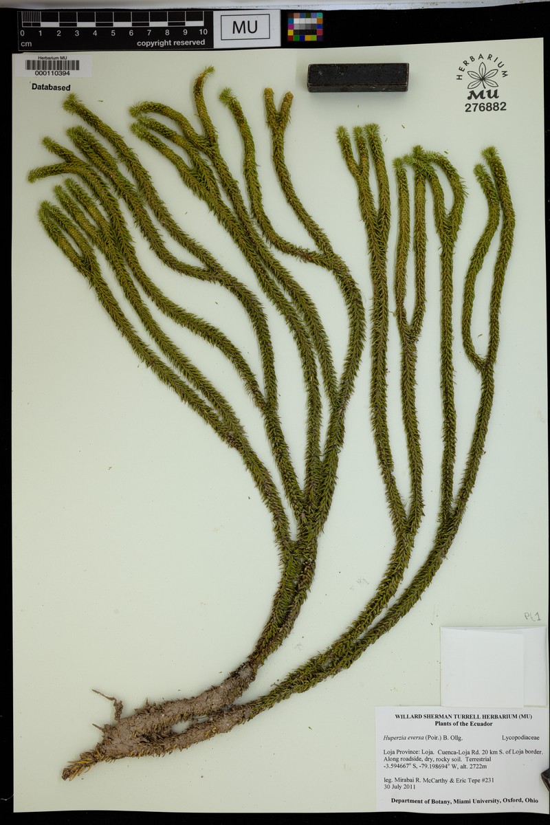 Huperzia eversa