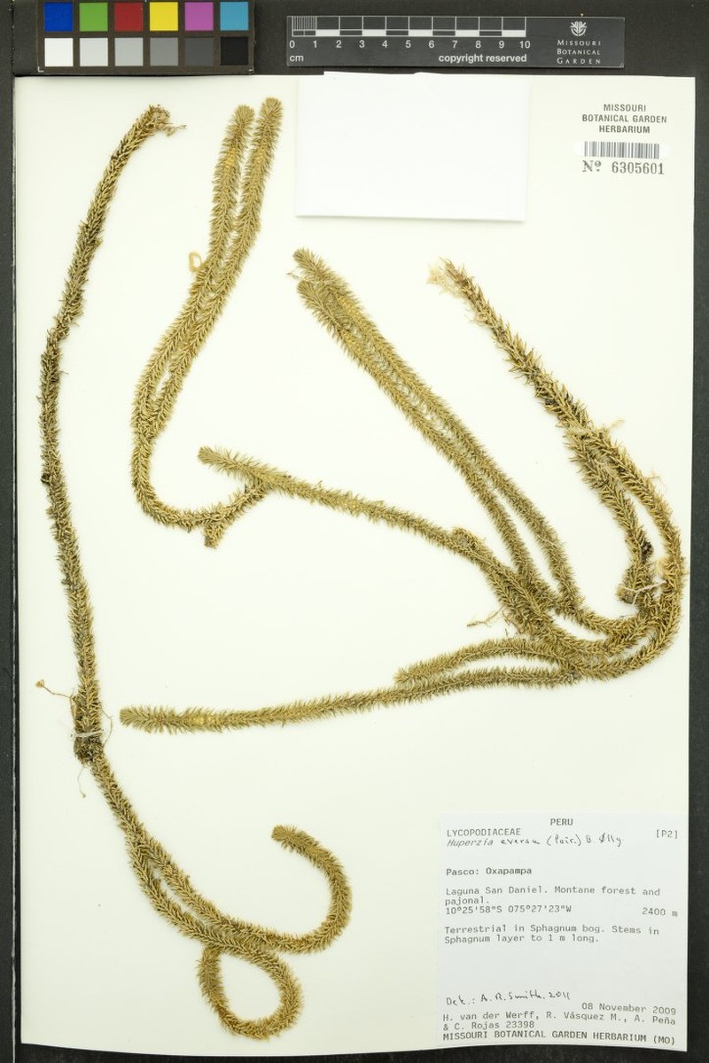 Huperzia eversa photo 2