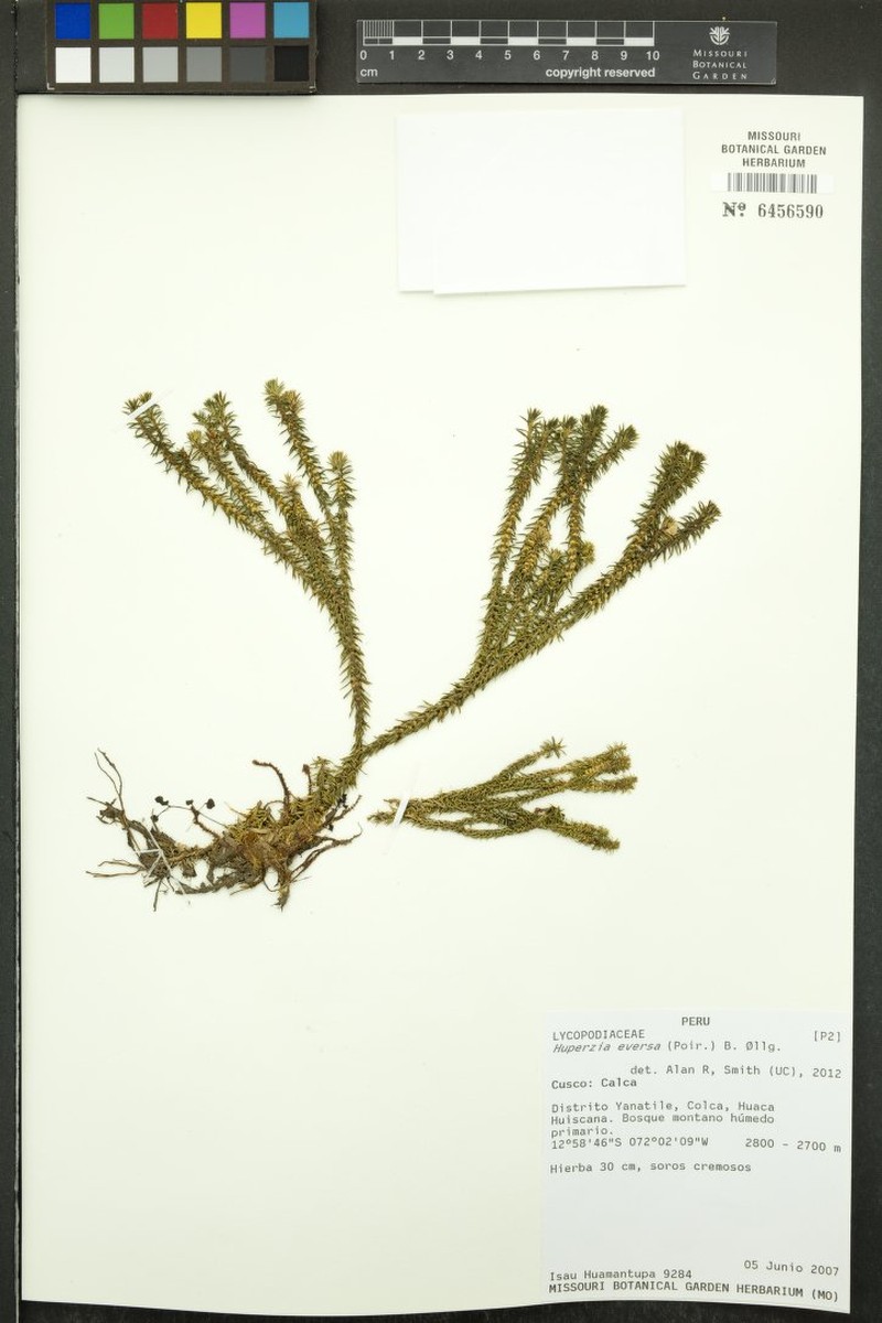 Huperzia eversa photo 3
