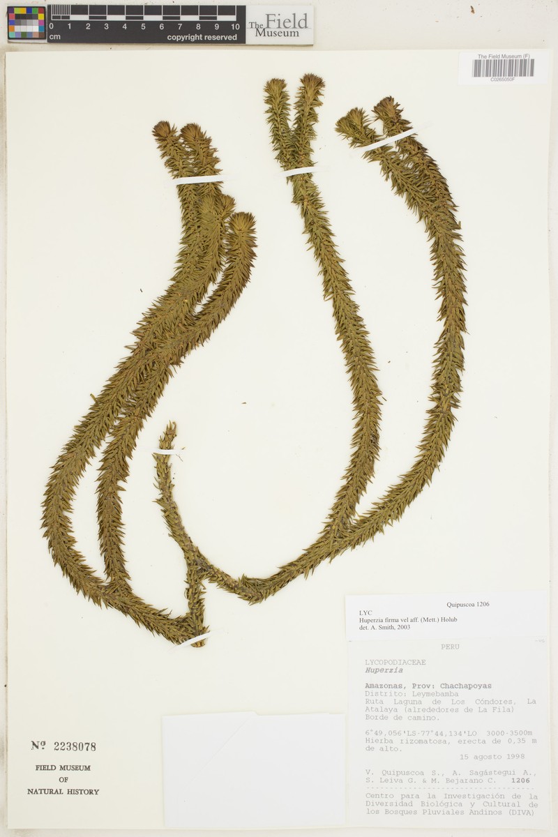Huperzia firma