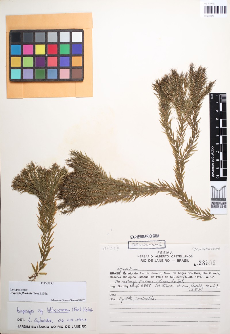Huperzia flexibilis