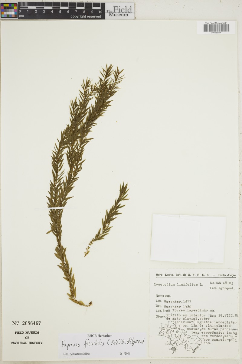 Huperzia flexibilis photo 2