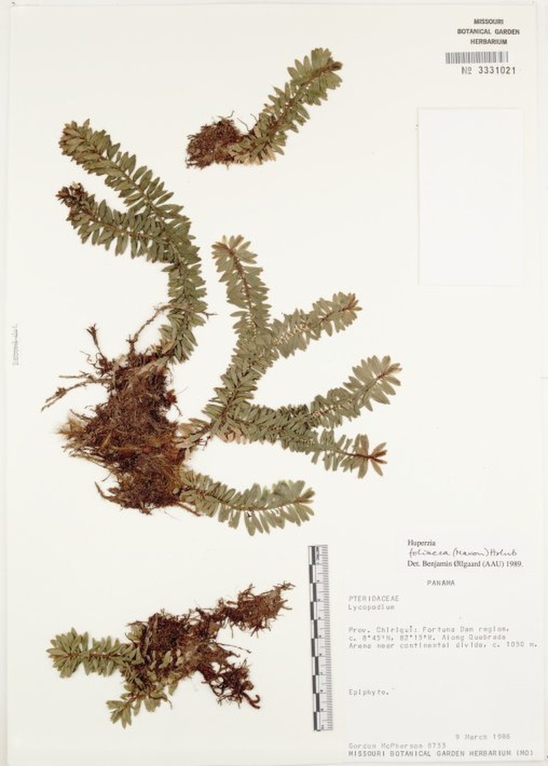 Huperzia foliacea