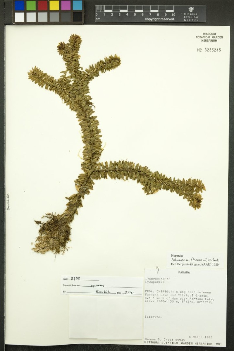 Huperzia foliacea photo 2