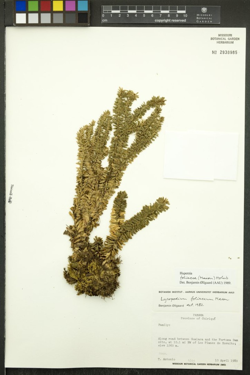 Huperzia foliacea photo 3