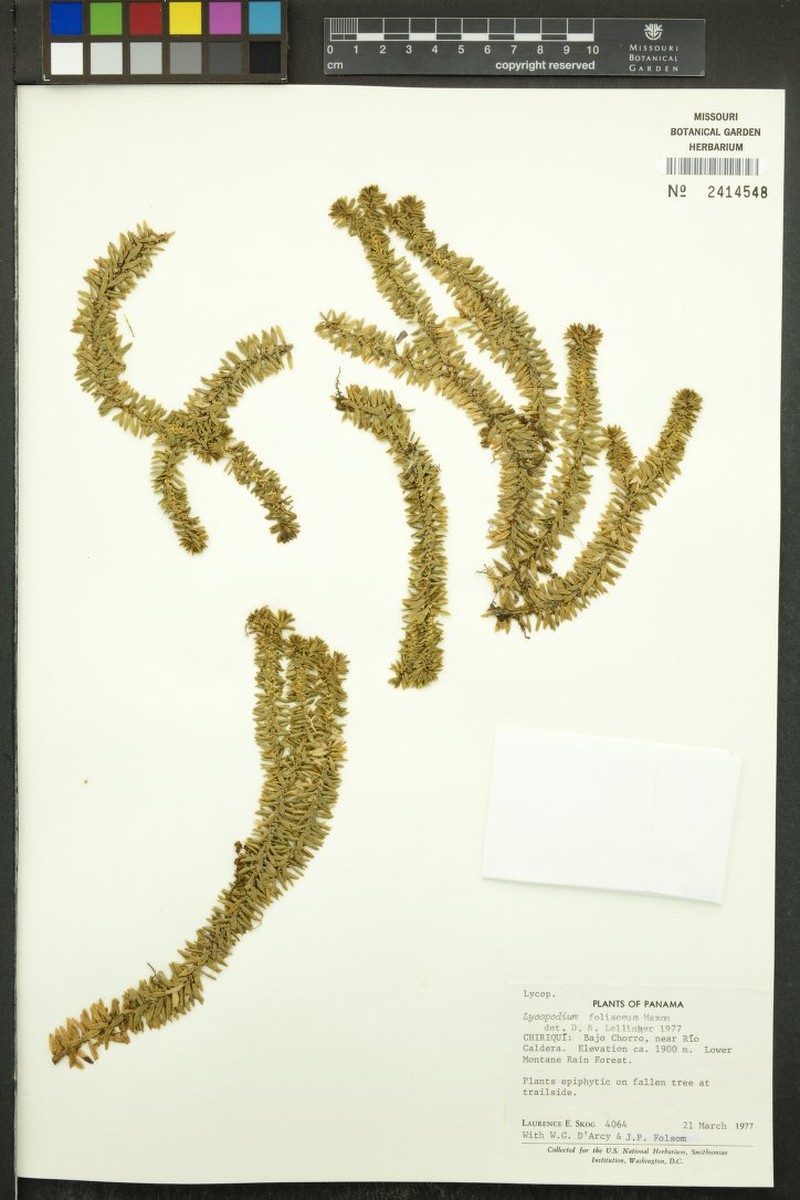 Huperzia foliacea photo 4