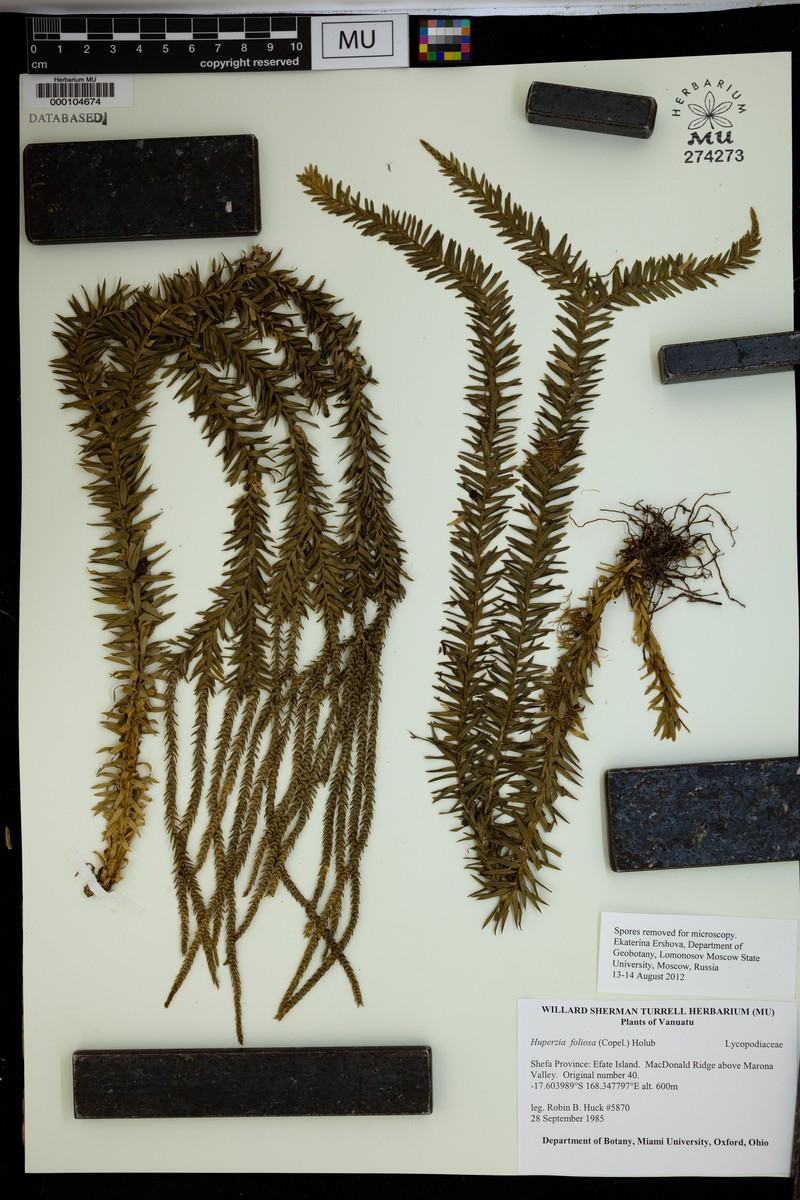 Huperzia foliosa