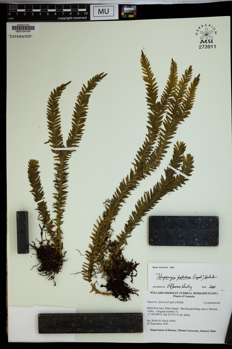 Huperzia foliosa photo 2