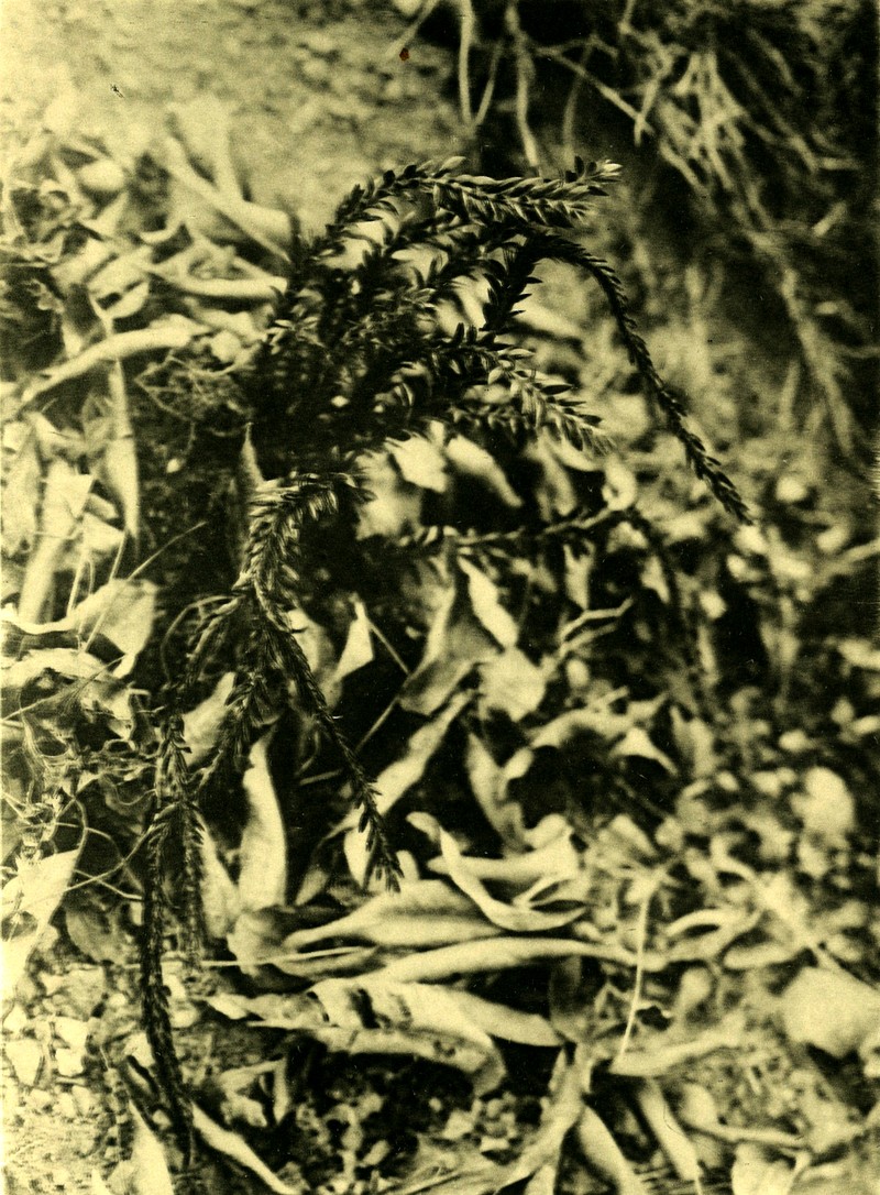 Huperzia fordii