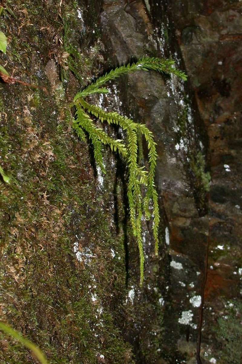 Huperzia fordii photo 2