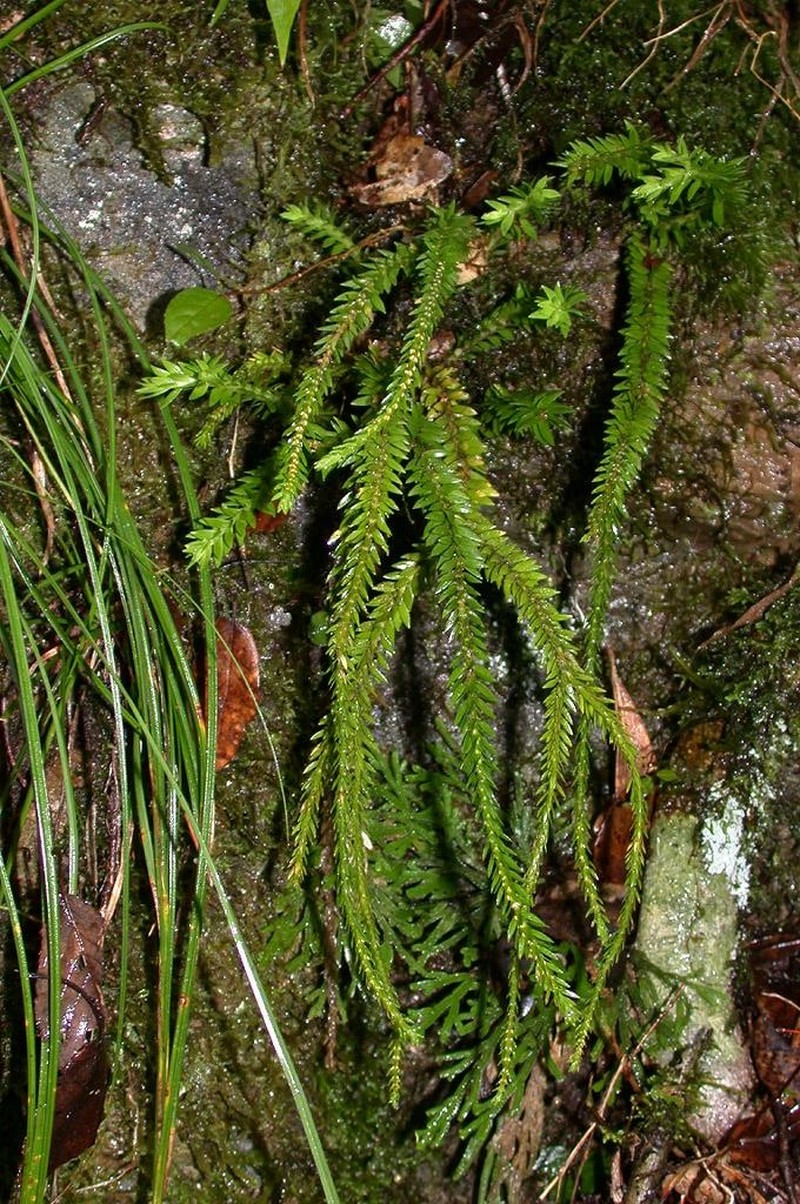 Huperzia fordii photo 3