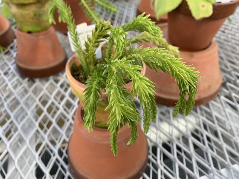 Huperzia fordii photo 4