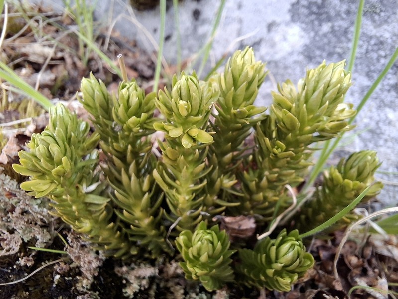 Huperzia fuegiana