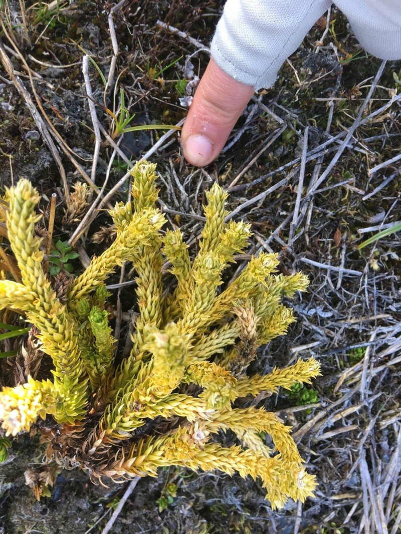 Huperzia fuegiana photo 2