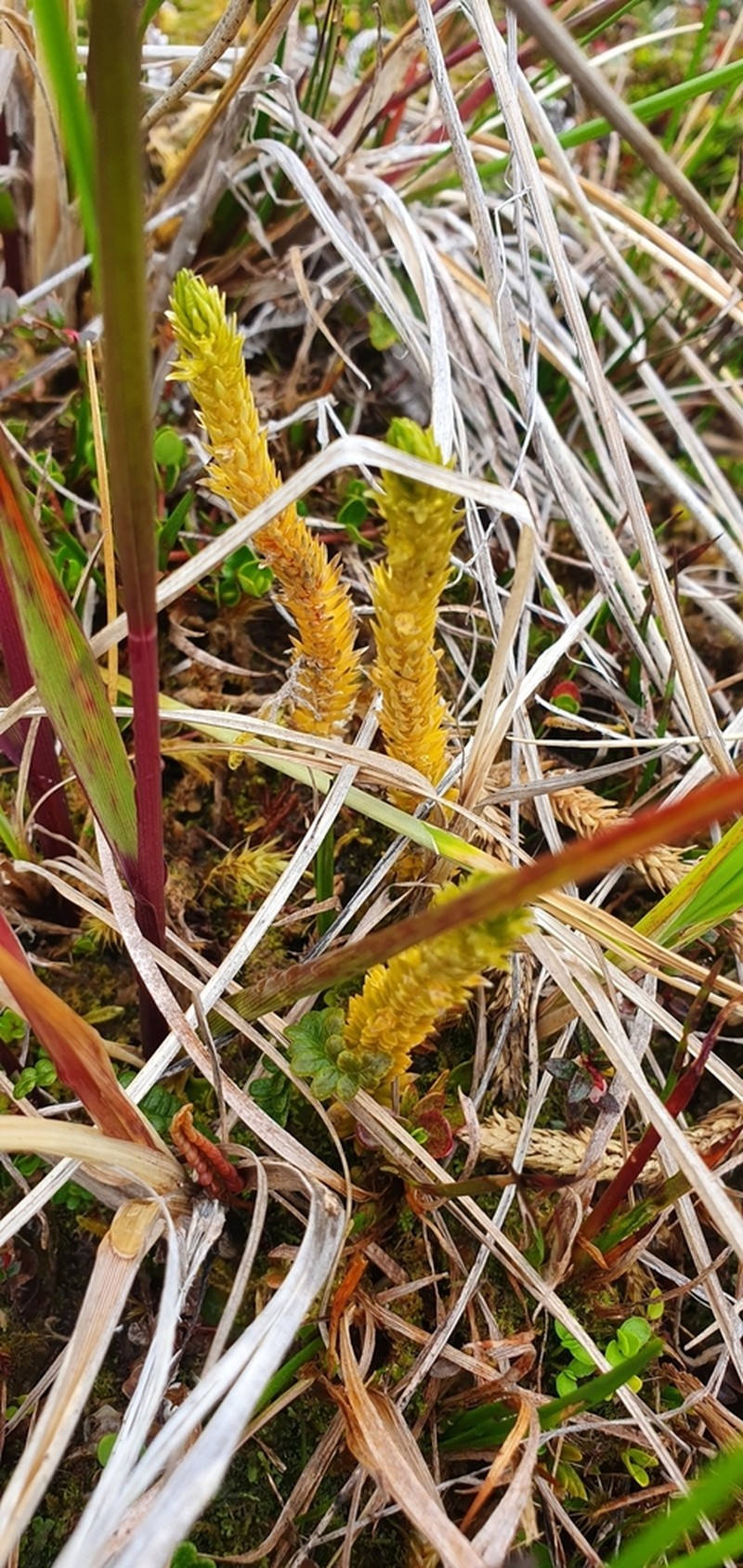 Huperzia fuegiana photo 3