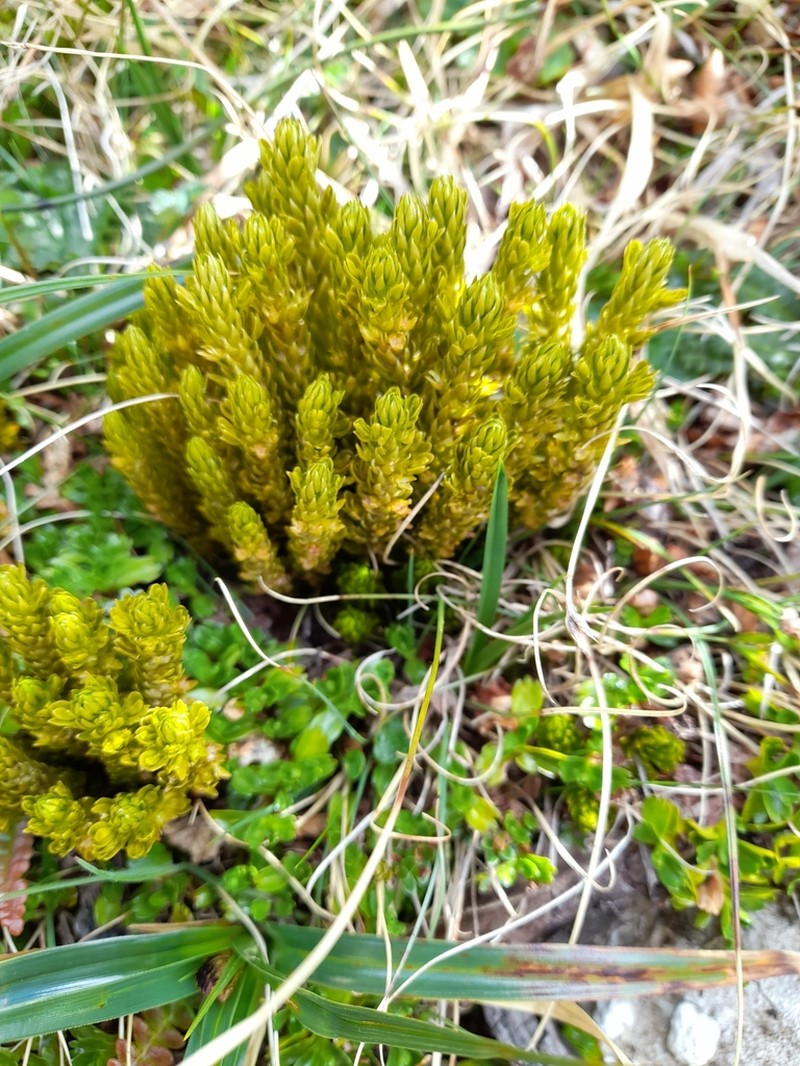Huperzia fuegiana photo 4